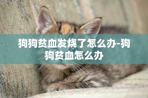 狗狗貧血發燒了怎么辦-狗狗貧血怎么辦