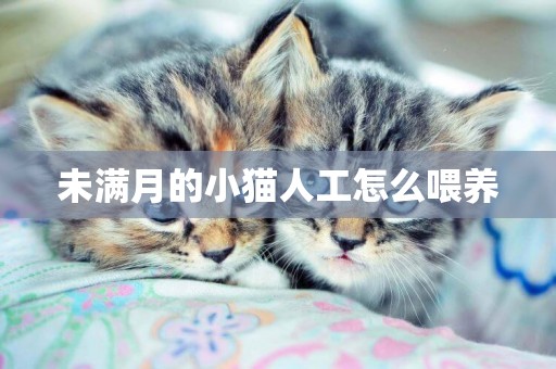 未滿月的小貓人工怎么喂養