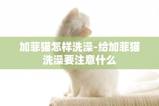 加菲貓怎樣洗澡-給加菲貓洗澡要注意什么