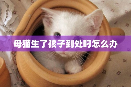 母貓生了孩子到處叼怎么辦