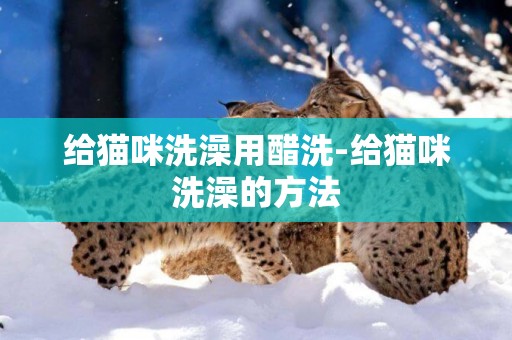 給貓咪洗澡用醋洗-給貓咪洗澡的方法