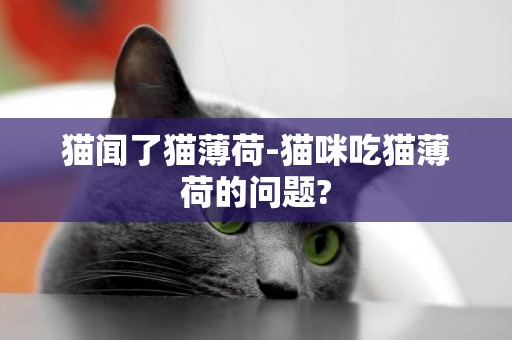 貓聞了貓薄荷-貓咪吃貓薄荷的問題?