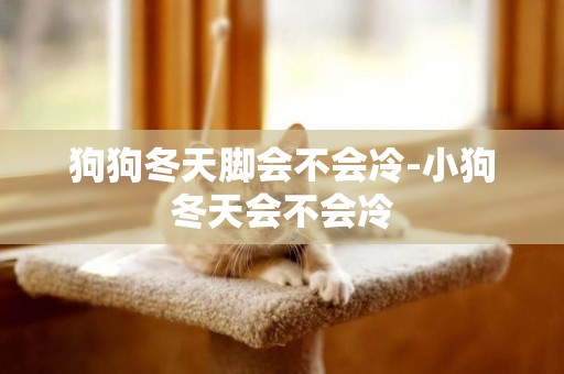 狗狗冬天腳會不會冷-小狗冬天會不會冷