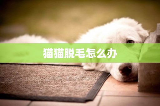 貓貓脫毛怎么辦