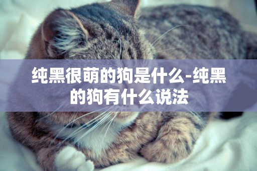 純黑很萌的狗是什么-純黑的狗有什么說法