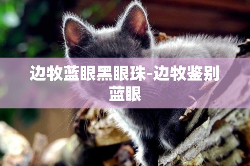 邊牧藍眼黑眼珠-邊牧鑒別藍眼