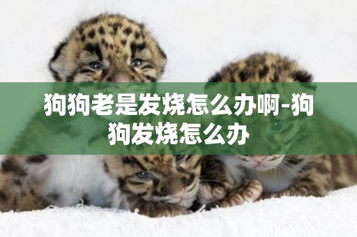 狗狗老是發燒怎么辦啊-狗狗發燒怎么辦