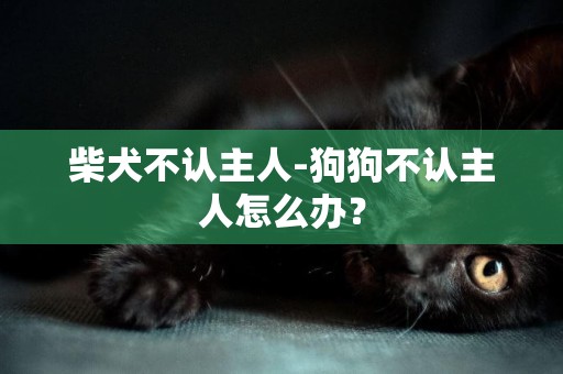 柴犬不認主人-狗狗不認主人怎么辦？