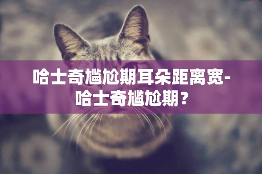 哈士奇尷尬期耳朵距離寬-哈士奇尷尬期？