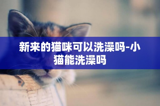 新來的貓咪可以洗澡嗎-小貓能洗澡嗎
