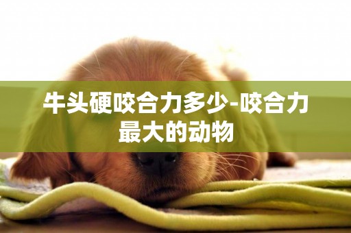 牛頭硬咬合力多少-咬合力最大的動物