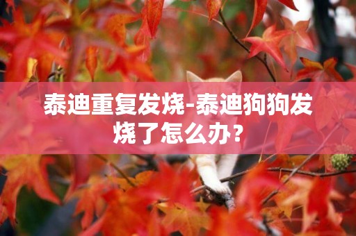 泰迪重復發燒-泰迪狗狗發燒了怎么辦？
