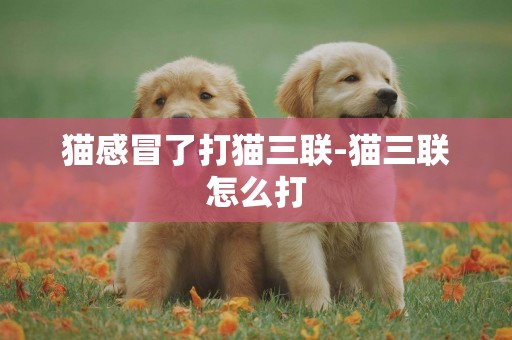 貓感冒了打貓三聯-貓三聯怎么打
