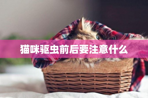 貓咪驅蟲前后要注意什么