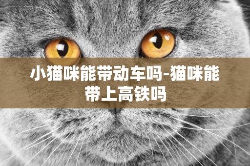 小貓咪能帶動車嗎-貓咪能帶上高鐵嗎