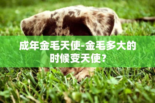 成年金毛天使-金毛多大的時候變天使？
