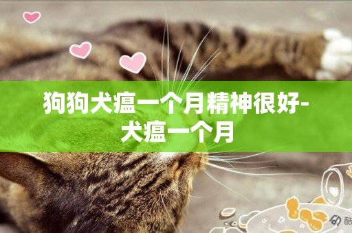 狗狗犬瘟一個月精神很好-犬瘟一個月