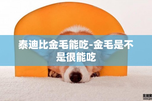 泰迪比金毛能吃-金毛是不是很能吃