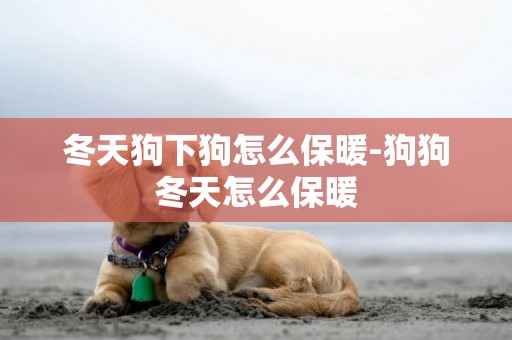 冬天狗下狗怎么保暖-狗狗冬天怎么保暖