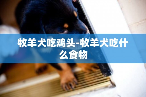 牧羊犬吃雞頭-牧羊犬吃什么食物