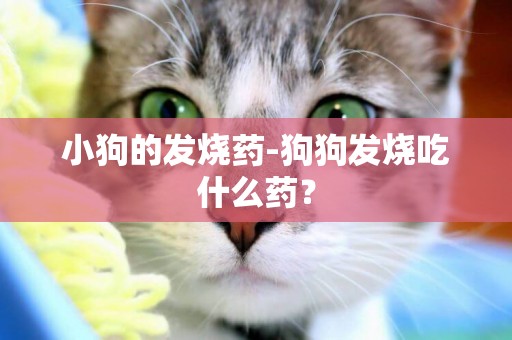 小狗的發燒藥-狗狗發燒吃什么藥？