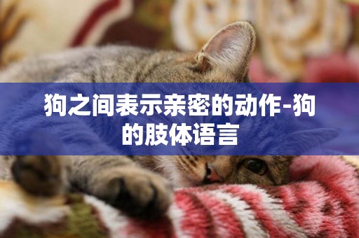 狗之間表示親密的動作-狗的肢體語言