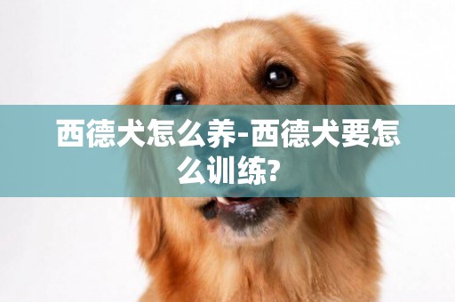 西德犬怎么養-西德犬要怎么訓練?