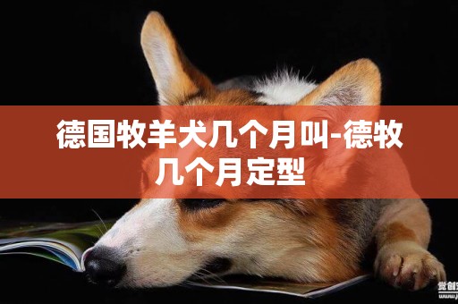 德國牧羊犬幾個月叫-德牧幾個月定型