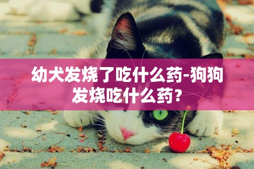 幼犬發燒了吃什么藥-狗狗發燒吃什么藥？