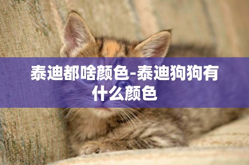 泰迪都啥顏色-泰迪狗狗有什么顏色