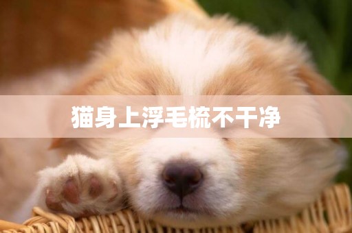貓身上浮毛梳不干凈