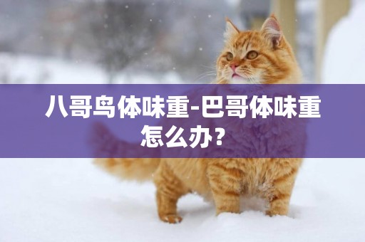 八哥鳥體味重-巴哥體味重怎么辦？