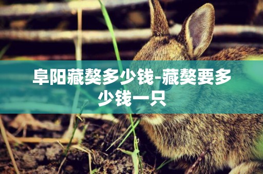 阜陽藏獒多少錢-藏獒要多少錢一只