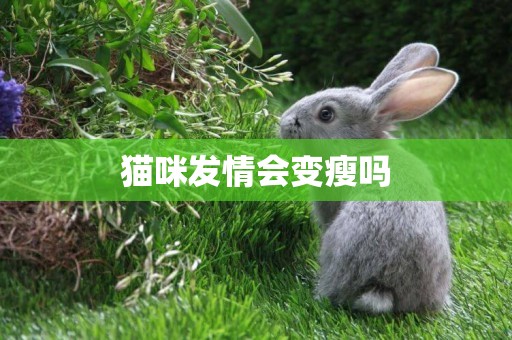 貓咪發情會變瘦嗎