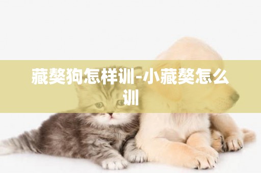 藏獒狗怎樣訓-小藏獒怎么訓