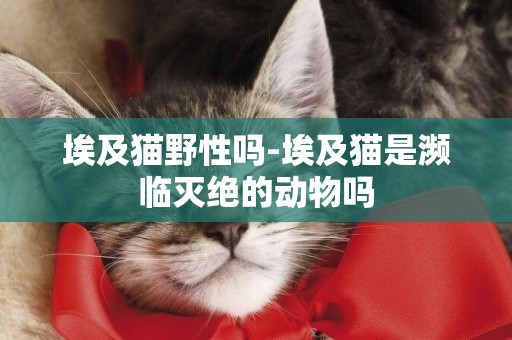 埃及貓野性嗎-埃及貓是瀕臨滅絕的動物嗎