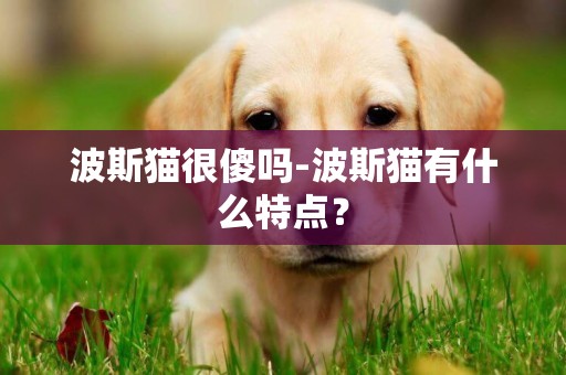 波斯貓很傻嗎-波斯貓有什么特點？