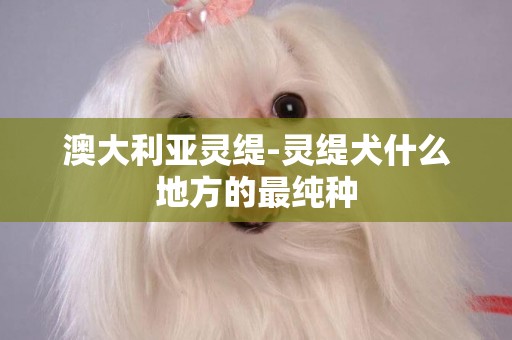 澳大利亞靈緹-靈緹犬什么地方的最純種