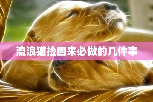 流浪貓撿回來必做的幾件事