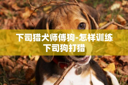 下司獵犬師傅狗-怎樣訓練下司狗打獵