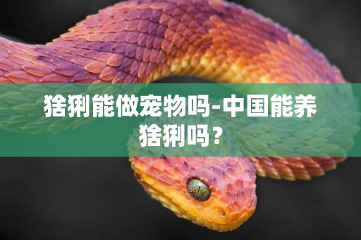 猞猁能做寵物嗎-中國能養猞猁嗎？