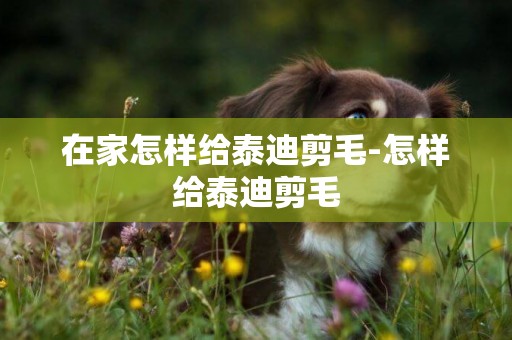 在家怎樣給泰迪剪毛-怎樣給泰迪剪毛