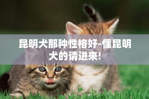昆明犬那種性格好-懂昆明犬的請進來!