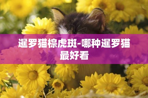 暹羅貓棕虎斑-哪種暹羅貓最好看