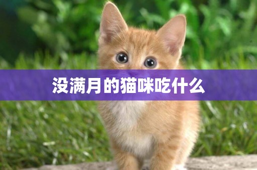 沒滿月的貓咪吃什么