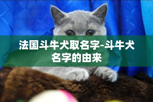 法國斗牛犬取名字-斗牛犬名字的由來