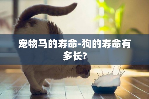 寵物馬的壽命-狗的壽命有多長?