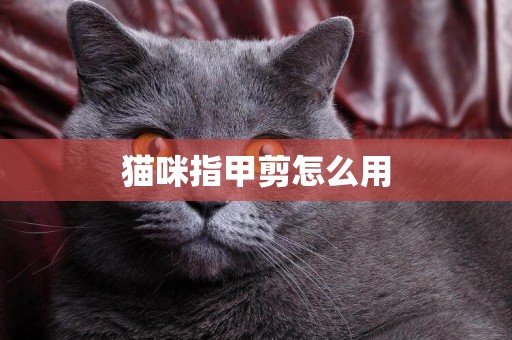 貓咪指甲剪怎么用