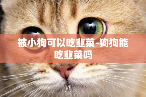 被小狗可以吃韭菜-狗狗能吃韭菜嗎