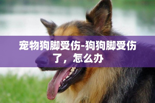 寵物狗腳受傷-狗狗腳受傷了，怎么辦